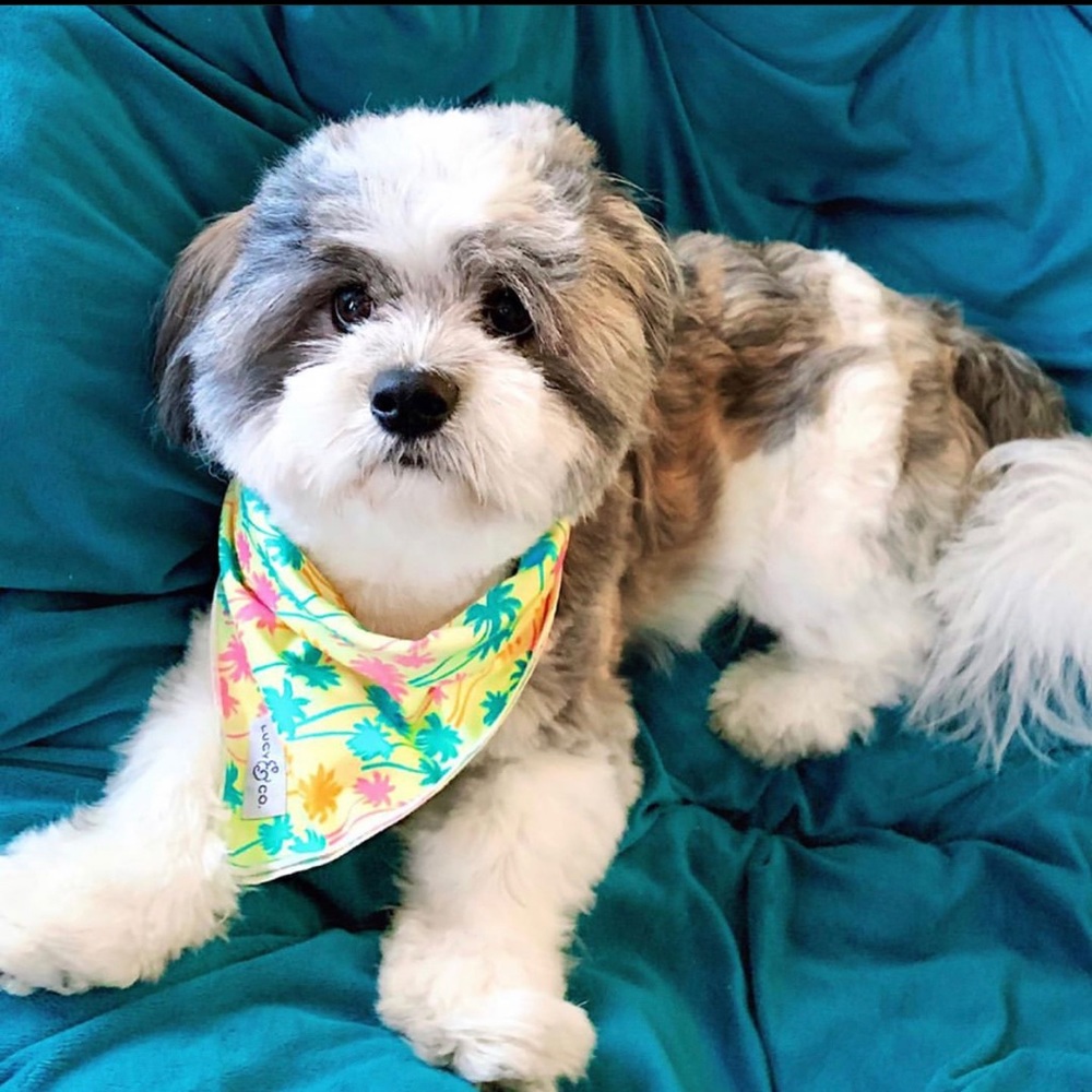 Lucy & Co Palm Tree Bandana 🌴